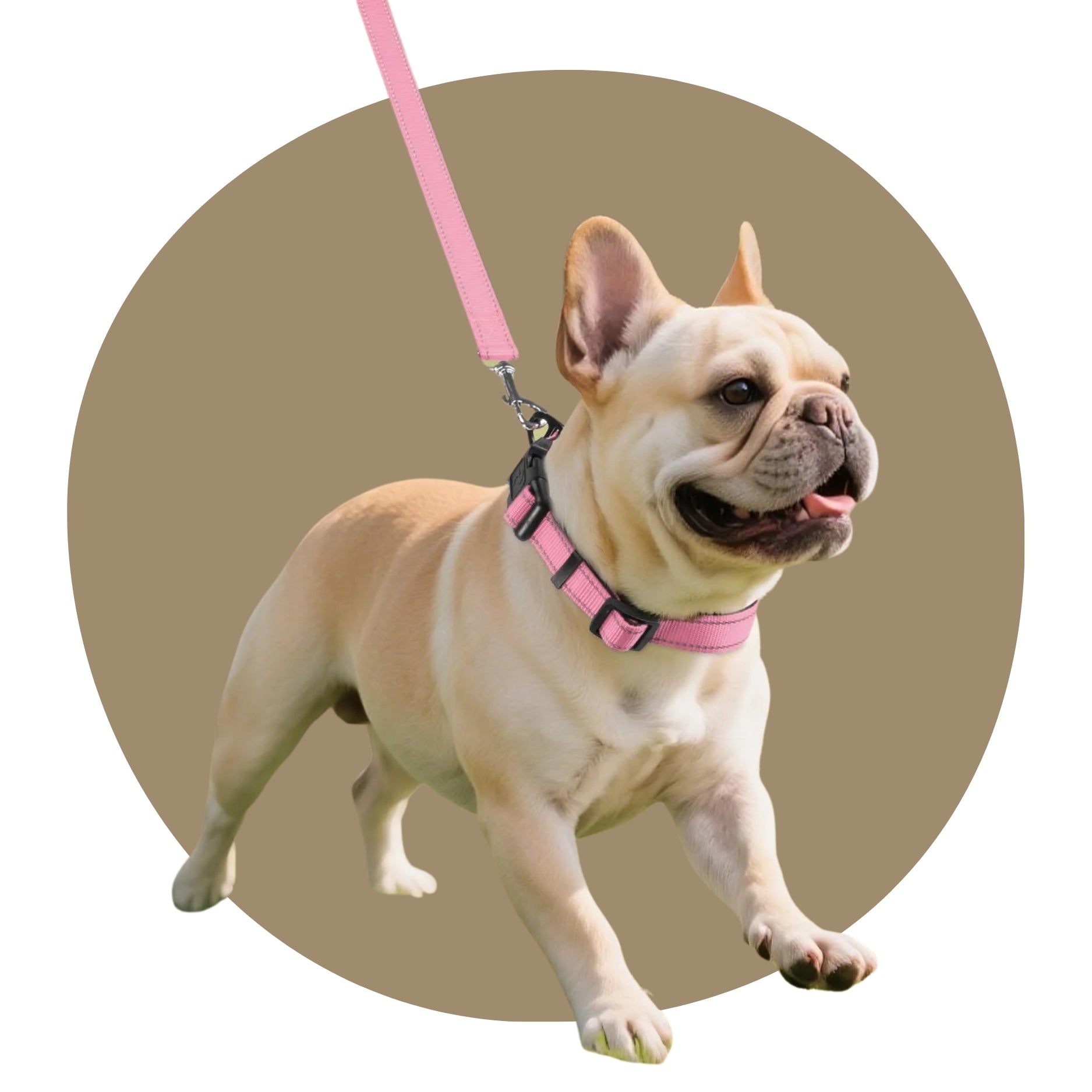 Pet Collars