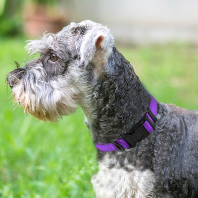 Reflective Dog Collar, Soft Neoprene Padded, Metal D-Ring, Nylon Pet Collar Adjustable for Medium Dogs, Purple, M
