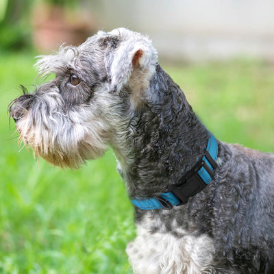Reflective Dog Collar, Soft Neoprene Padded, Metal D-Ring, Nylon Pet Collar Adjustable for Medium Dogs, Sky Blue, M